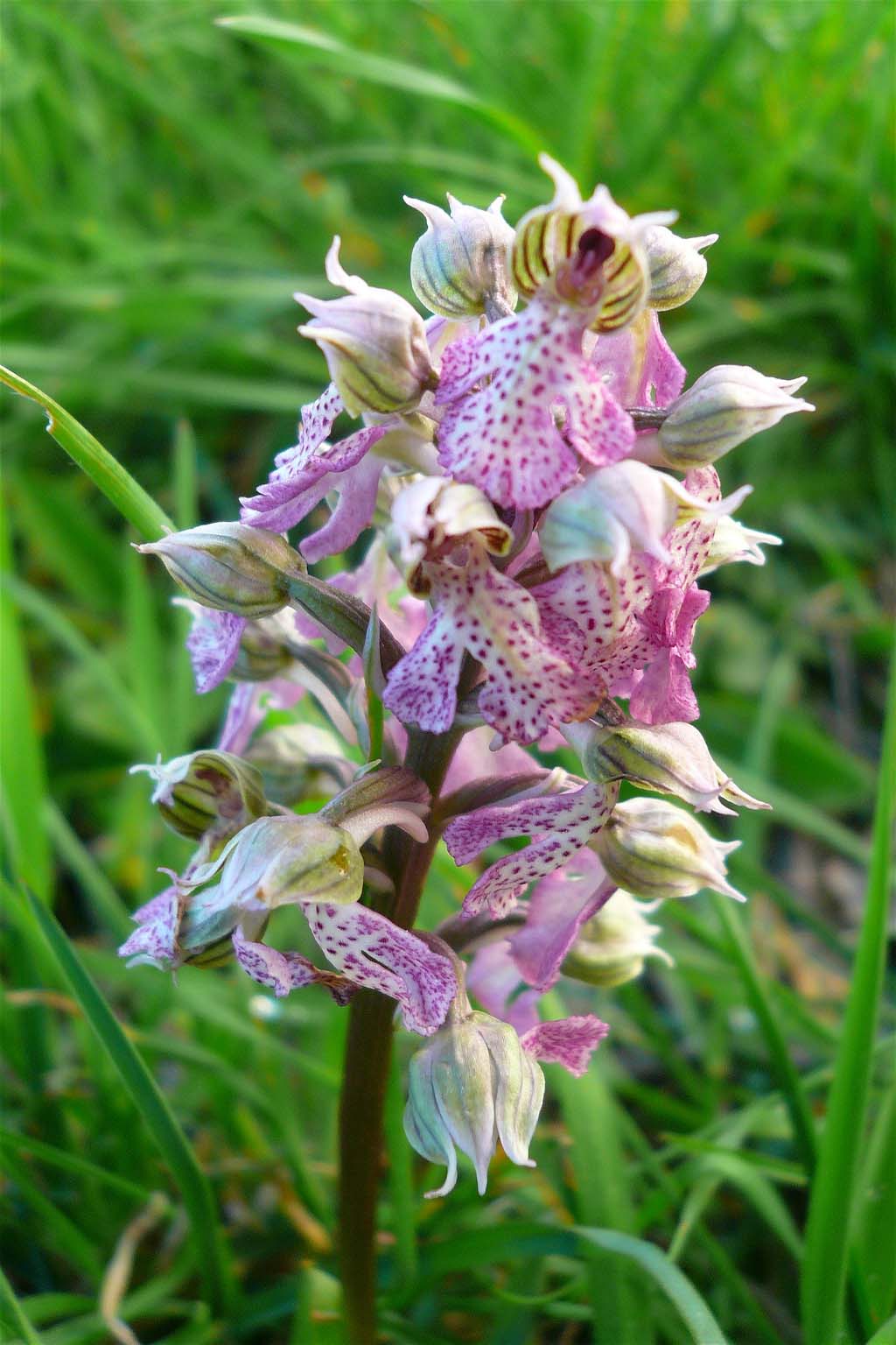 Orchidee nuoresi